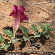 Die Blüten der Teufelskralle (Harpagophytum zeyheri) stehen einzeln in den Blattachseln.