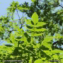 Amur-Korkbaum (Phellodendron amurense)