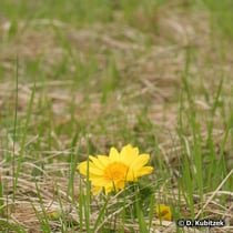 Frühlings-Adonisröschen (Adonis vernalis), Standort: Heide, hier in Oberbayern