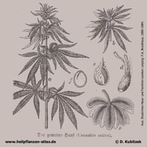 Gewöhnlicher Hanf, Cannabis sativa, Historische Grafik