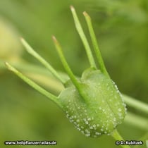 Echter Schwarzkümmel (Nigella sativa),  Samenkapsel