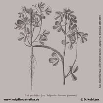 Bockshornklee (Trigonella foenum-graecum), historische Grafik