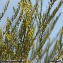 Teebaum (Melaleuca alternifolia)