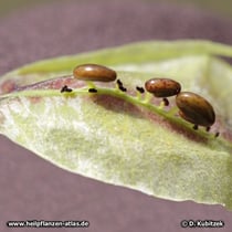 Chinesischer Tragant (Astragalus mongholicus), geöffnete Schoten mit Samen