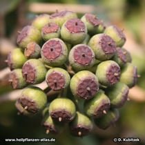 Gewöhnlicher Efeu (Hedera helix) Fruchtstand mit unreifen Früchten