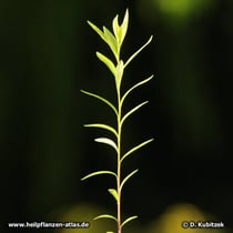 Senegawurzel (Polygala senega)