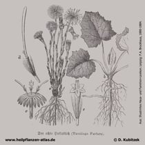 Huflattich, Tussilago farfara, Historisches Bild