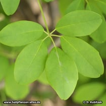 Fingerblättrige Akebie (Akebia quinata) gefingertes Blatt