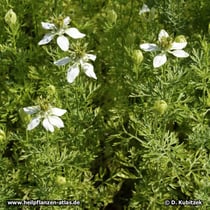 Echter Schwarzkümmel (Nigella sativa), Wuchsform