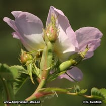 Hundsrose (Rosa canina), Knospen