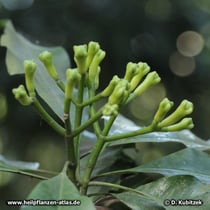 Blütenknospen des Gewürznelkenbaums (Syzygium aromaticum)