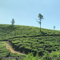 Tee-Strauch (Camellia sinensis)