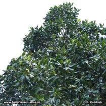 Boldo (Peumus boldus)