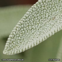 Echter Salbei (Salvia officinalis), junges Blatt, dicht behaart
