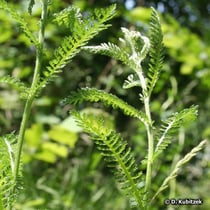 Gewöhnliche Schafgarbe (Achillea millefolium), Blätter