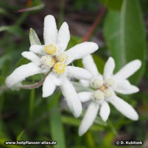 Alpen-Edelweiß (Leontopodium nivale subsp. alpinum)