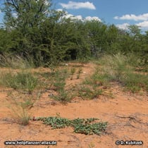 Teufelskralle (Harpagophytum zeyheri) wächst hier im sandigen Boden der Kalahari im Norden von Namibia.