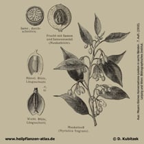 Muskatnussbaum; Myristica fragrans; Historisches Bild