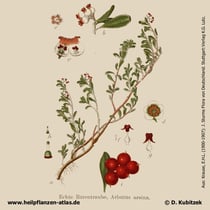 Echte Bärentraube,  Arctostaphylos uva-ursi, Historische Grafik