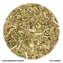 Kleinblütiges Weidenröschenkraut (Epilobii parviflori herba)