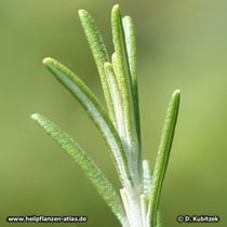 Rosmarin (Rosmarinus officinalis), Bätter