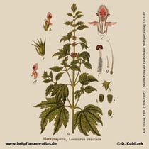 Echtes Herzgespann, Leonurus cardiaca, Historisches Bild