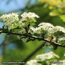 Zweigriffeliger Weißdorn (Crataegus laevigata), blühender Zweig