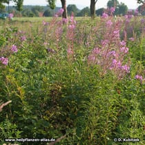 Schmalblättriges Weidenröschen (Epilobium angustifolium), Standort