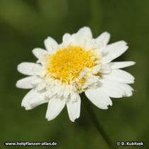 Römische Kamille (Chamaemelum nobile), Blüte (gefüllte Form)