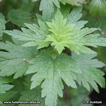 Echtes Herzgespann (Leonurus cardiaca), junge Pflanze
