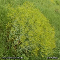 Färberwaid (Isatis tinctoria)