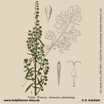 Wermut, Artemisa absinthium, Historisches Bild