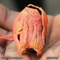 Der hellrote, netzartige Samenmantel der Muskatnuss wird als Muskatblüte bezeichnet. (Myristica fragrans)