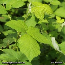 Brombeere (Rubus fruticosus)