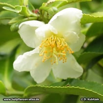 Tee-Strauch (Camellia sinensis), Blüte