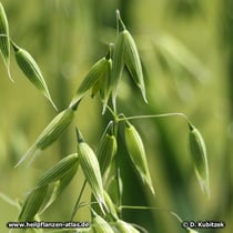 Hafer (Avena sativa)