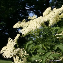 Holunder (Sambucus nigra), Blütenstände