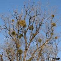 Wirtspflanze mit Misteln (Viscum album)