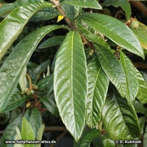 Japanische Wollmispel (Eriobotrya japonica; Syn. Rhaphiolepis bibas)