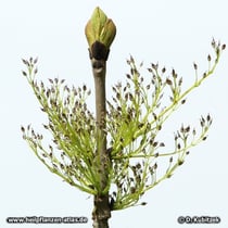 Esche (Gewoehnliche Esche, Fraxinus excelsior, Schmalblaettrige Esche, Fraxinus angustifolia)