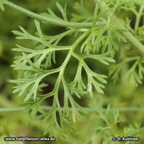 Echter Schwarzkümmel (Nigella sativa), Blatt