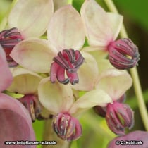 Fingerblättrige Akebie (Akebia quinata) Blüten