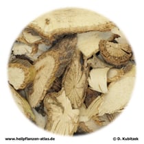Akebiaspross (Akebia-caulis). TCM-Name: Mutong. Die Scheiben von zerkleinertem Akebiaspross haben einen Durchmesser von 0,5 bis 2 cm. Das Holz zeigt radiale Streifen. Die relativ dicke Rinde ist im Schnitt gut vom Holz zu unterscheiden.
