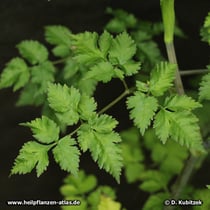 Chinesische Angelika (Angelica sinensis), Blatt