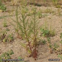 Einjähriger Beifuß (Artemisia annua) im Kiesbett am Ufer der Alten Elbe (Sachsen-Anhalt)