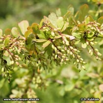 Begrannte Berberitze (Berberis aristata)