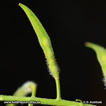 Weißer Senf (Sinapis alba)