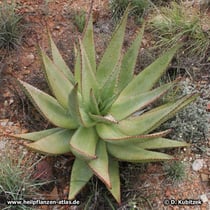Junge Kap-Aloe (Aloe ferox), Wuchsform