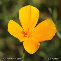 Goldmohn (Eschscholzia californica)