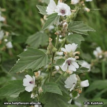 Blühender Echter Eibisch (Althaea officinalis)